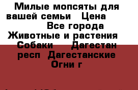 Милые мопсяты для вашей семьи › Цена ­ 20 000 - Все города Животные и растения » Собаки   . Дагестан респ.,Дагестанские Огни г.